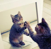 Miroir-chat-effet miroir-http://www.theb4.fr/vivre-livres/pour-en-terminer-avec-leffet-miroir/