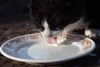 derviche_jatte de lait pour le chat_zooplus