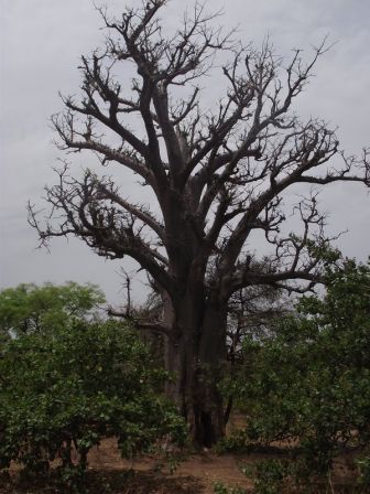 Baobab_Mali_Missirikoko_2011_Joel_LATIEULE