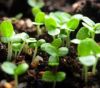 Semis-germination-http://horticulteurs.net/jardin/abc/semis/