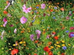 Semis_fleurs_http://truc-de-grand-mere.net/trucs-et-astuces/jardinage/jardin-d-agrement/comment-semer-des-graines-de-fleurs-gratuites/