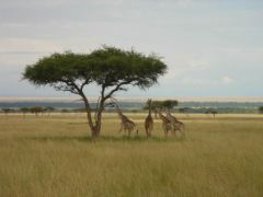 Acacia_girafe_Kenya_http://www.gregurra.com/Kenya/kenya.htm