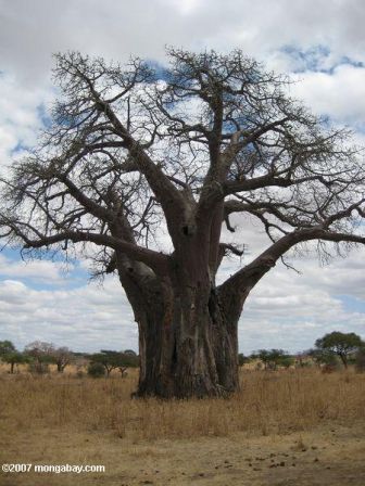 Baobab_Afrique