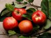 pommes-rouges-au-milieu-des-branches_ logiciel-freeware.net