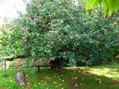 Pommier_Blandine_http://le-jardin-de-berthille.over-blog.com/article-les-trois-saisons-du-pommier-37621198.html