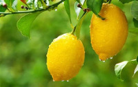2 citrons-https://www.mieux-vivre-autrement.com/les-pouvoirs-du-citron-un-produit-naturel-souvent-copie-rarement-egale.html