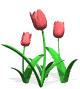 tulipes_animée