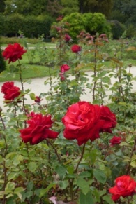 Roses-Jardin-Malines-Belgique-PatriciaGustin-2019