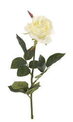 Rose blanche-Truffaut
