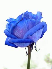 Rose bleue-Wikimedia commons