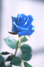 Rose bleue teintée-wikimedia commons