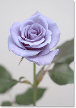 Rose bleue-Suntory-http://pointsdecerise.canalblog.com/archives/2008/07/04/9717503.html