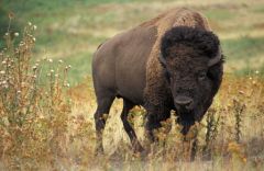 Bison_Jack Dykinga_http://commons.wikimedia.org/wiki/File:American_bison_k5680-1.jpg