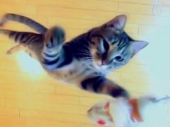 Chat_saut_http://www.videobuzzy.com/Le-chat-qui-saute-a-2m-du-sol:Jumping-cat-6285.news