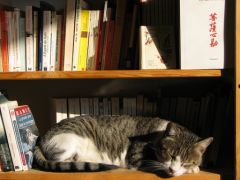 Chat_bibliotheque_Stephanie Booth_FlickR