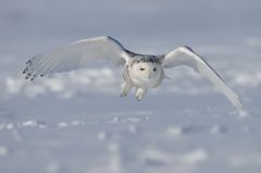 Chouette_harfang-des-neiges_https://fr.wikipedia.org/wiki/Harfang_des_neiges#/media/File:Snowy-Owl.1.jpg