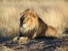 lion_http://species.wikimedia.org/wiki/Panthera_leo