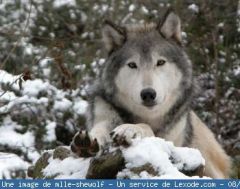 Loup_Canis lupus nubilus_http://mlle-shewolf.bloxode.com/1851051,fiche-d-identite.html