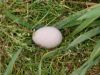 Oeuf_Perdrix_Rouge_Dave Dunford_http://commons.wikimedia.org/wiki/File:Red-legged_Partridge_egg_-_geograph.org.uk_-_476978.jpg?uselang=fr
