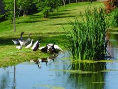 http://www.chateau-boutheon.com/-Canards-Cygnes-Oies-Poissons-.html