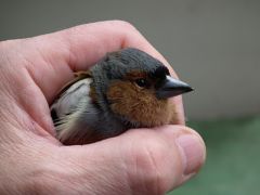 Oiseau_Pinson_main_http://www.carchadorias.be/article-il-faut-sauver-l-oiseau-pinson-8-103707889.html