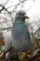 pigeon_Wikimediacommons_Ciwir