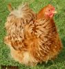 Poule-Pekin_Camille-Gillet_wikimedia-commons_ the Creative Commons Attribution-Share Alike 3.0 Unported license.