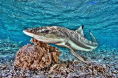 Requin_Tahiti_Sylvain Girardot_http://www.tahitiheritage.pf/legende-heitarauri-requin/