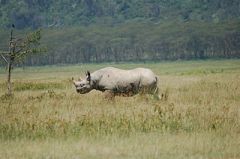 Rhinocéros_http://commons.wikimedia.org/wiki/File:Lake_Nakuru_Diceros_bicornis,_Feb_2007.jpg