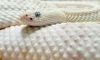 Serpent_blanc_http://smile-and-happy-x.skyrock.com