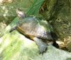 Tortue_Asiatique_marais_Drew-Avery_http://commons.wikimedia.org/wiki/File:Giant_Asian_Pond_Turtle_heosemys_grandis.jpg?uselang=fr
