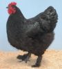 Poule_noire_Black croad langshan hen_poultrymatters.com