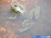 grenouille_Photo gratuite : Grenouille verte (Quebec) Rana clamitans - Lithobates clamitans