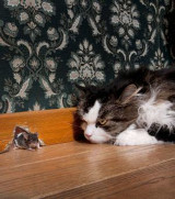 Chat aux aguets-trou de souris-https://www.wikistrike.com/article-un-parasite-fait-perdre-aux-souris-leur-peur-des-chats-116869183.html