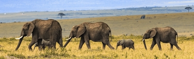 Elephants_famille_https://especes-en-danger.com/elephant
