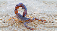 Scorpion-bleu-https://www1.doggocorner.com/fr/scorpion-symbolism/