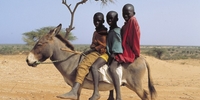 ane-3 africains_https://sentinellebf.com/le-kenya-interdit-le-commerce-des-anes/