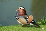 Canard mandarin_https://www.instinct-animal.fr/oiseaux/canard-mandarin/