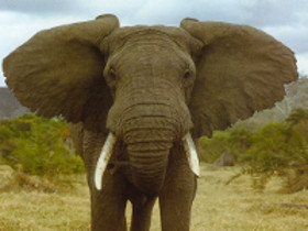 Elephant-Afrique_grandes oreilles