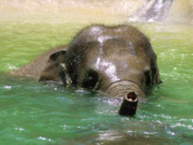 Elephant_eau_nage