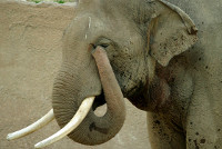 Elephant_oeil_Wikimedia_Aaron Logan(http://www.lightmatter.net/gallery/albums.php)