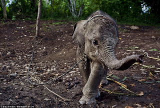 Elephanteau enchainé_http://www.dailymail.co.uk/news/article-2351609/The-terrible-fate-Raja-baby-elephant-chained-held-hostage-angry-mob-An-image-haunt-story-enrage-you.html