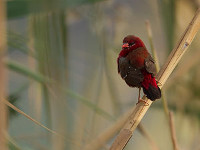 Oiseau_bengali_rouge_http://www.oiseaux.net/oiseaux/bengali.rouge.html