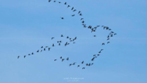 oiseaux_vol_https://www.lexpress.fr/insolite/animaux/la-photo-d-une-nuee-volant-en-forme-d-oiseau-message-de-paix-venu-de-suede_1777855.html
