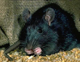 rat noir-https://cheapestsurgeprotectorswholehouse.blogspot.com/2020/06/comment-attraper-un-rat.html