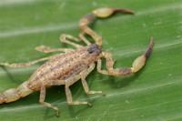 Scorpion_feuille_https://fr.dreamstime.com/photo-stock-scorpion-brown-image15481260