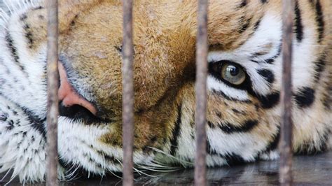 Tigre-cage-sauvage dompte