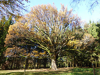 Gros-Chêne-de-Salm-en-automne_Ji-Elle_WikimediaCommons
